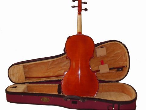 Viola 13