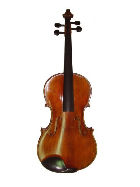 Viola 16,5